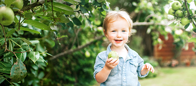Junge Leute: Kleiner Junge steht mit Apfel in der Hand vor einem Apfelbaum | Sparkasse Hannover